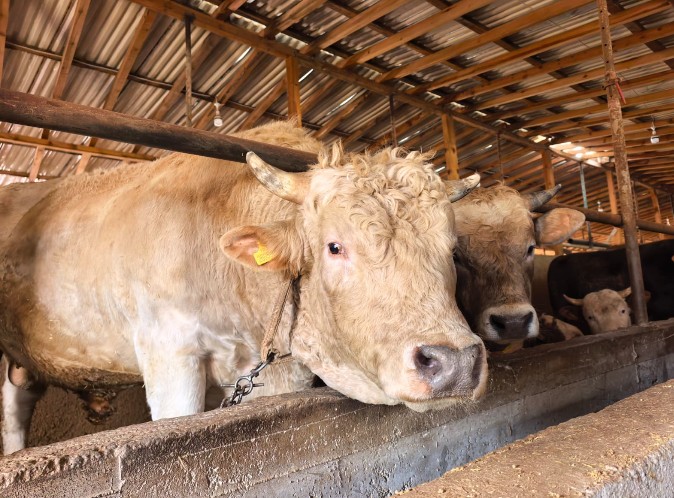 "Paşa" 500 bin liraya alıcı bekliyor