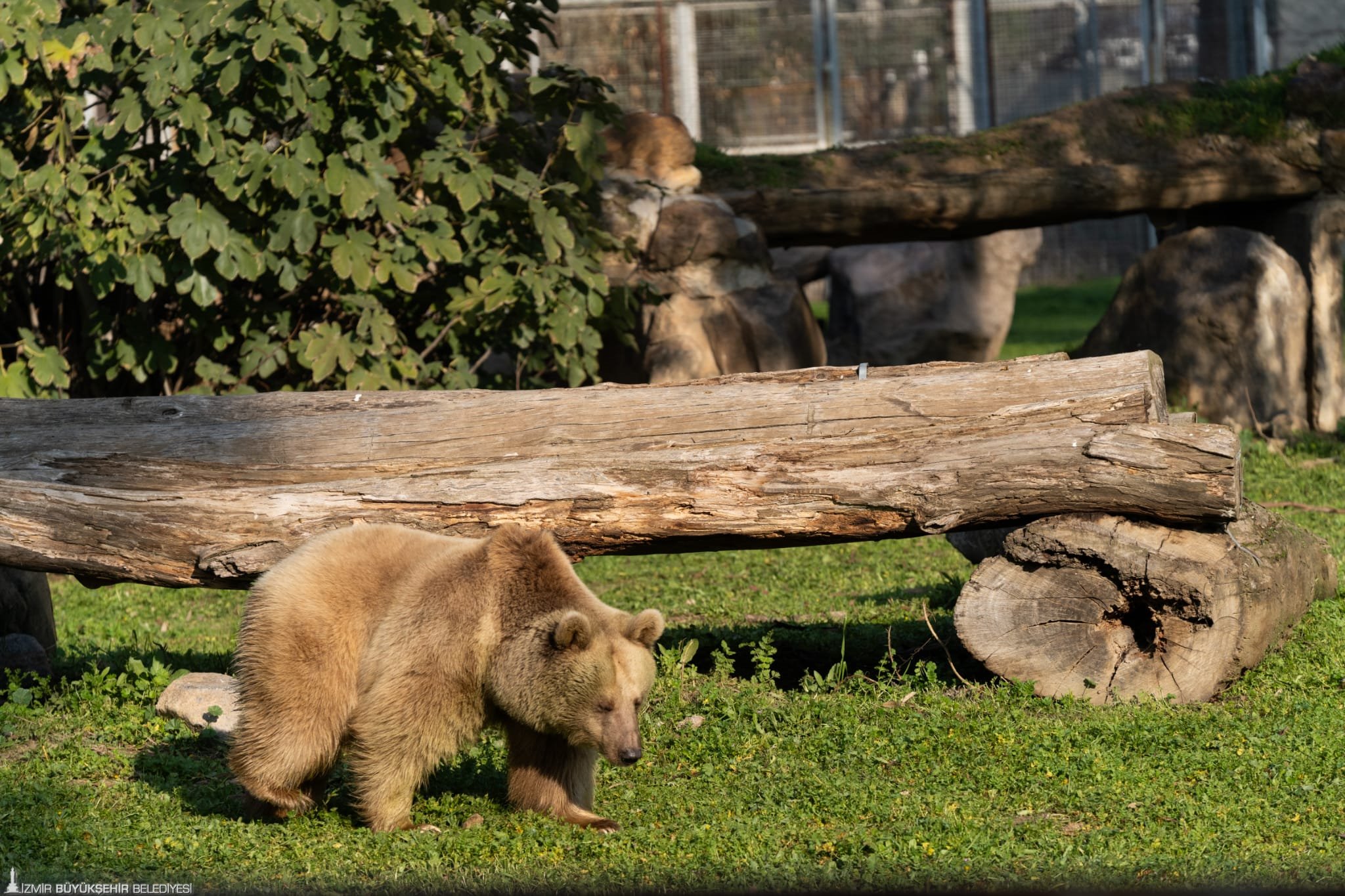 Sivas'ta uzmanı açıkladı: "Ayı görürseniz kaçmayın"! İşte nedeni...