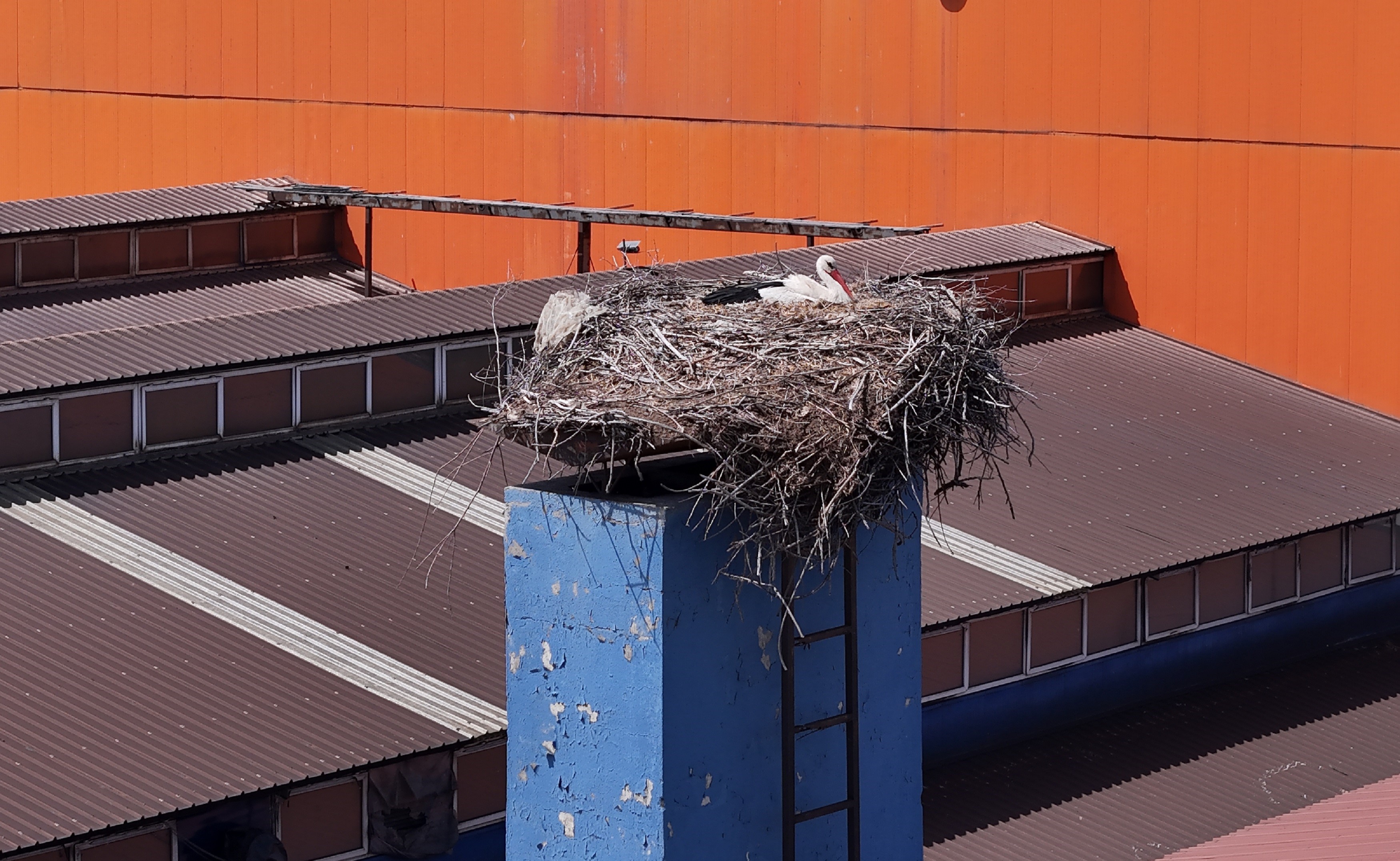 Sivas'ta leylekler yuvaya dönünce fabrikada üretime ara verildi