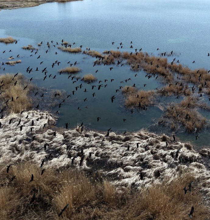 Sivas'ta su altındaki araziler kuşları ağırlıyor