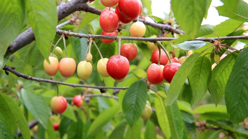 Açık artırmada 6 bin liradan alıcı buldu