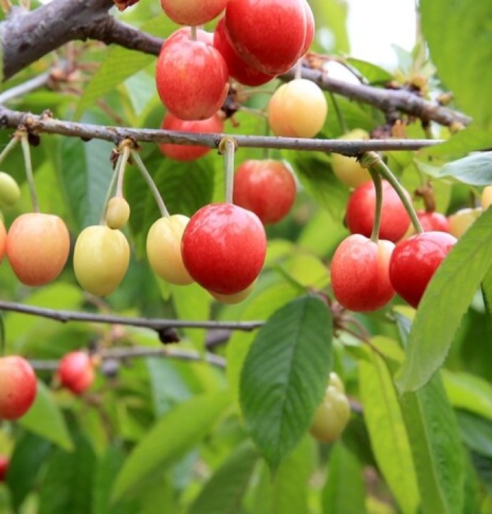 Açık artırmada 6 bin liradan alıcı buldu