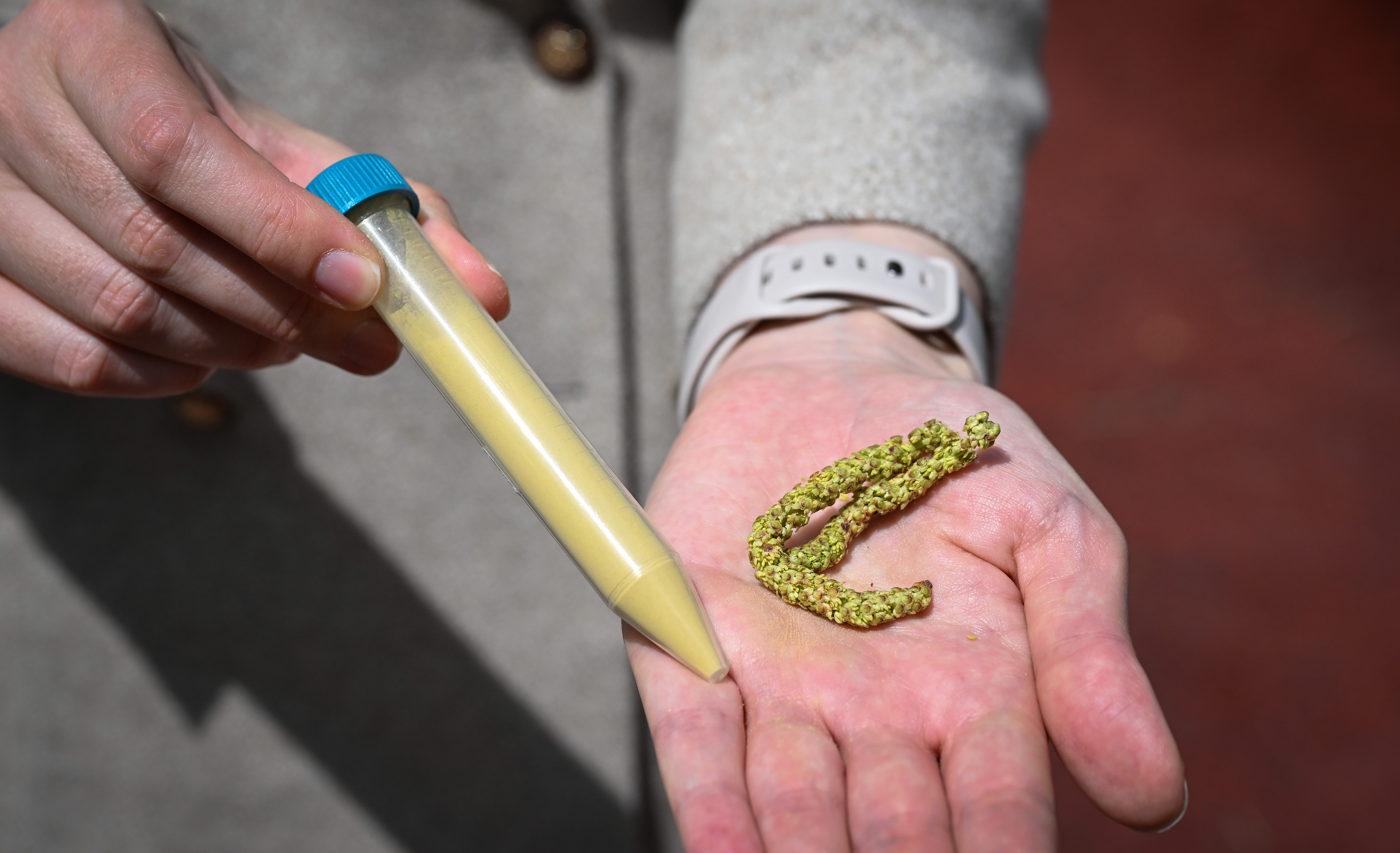 İklim değişikliği polen sezonunu erkene çekti