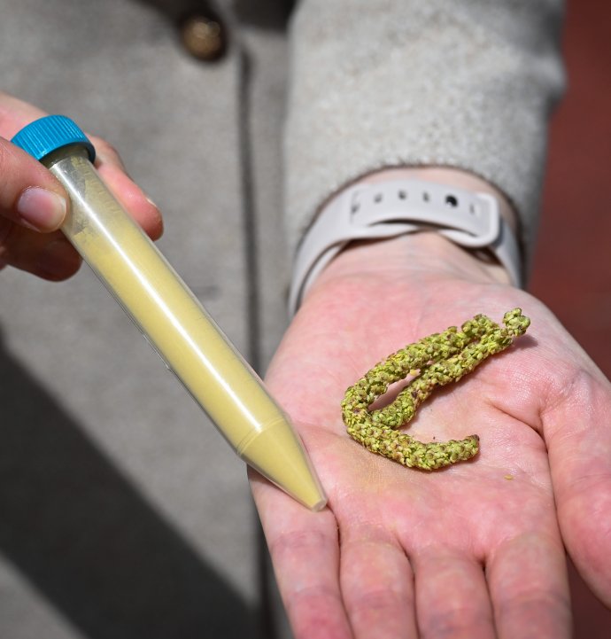 İklim değişikliği polen sezonunu erkene çekti