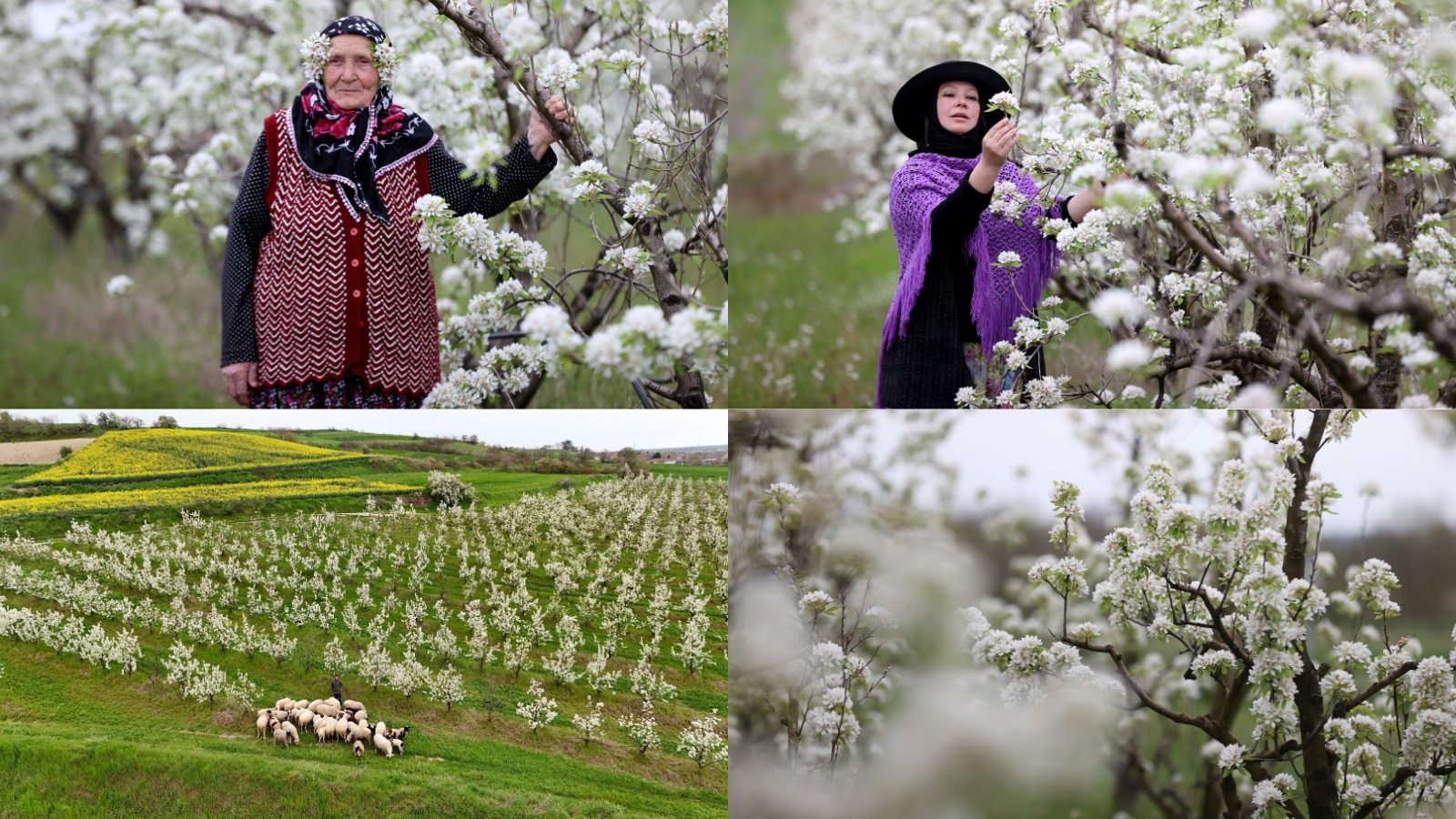 Meyve ağaçlarının çiçek açmasıyla bahçeler beyaza büründü