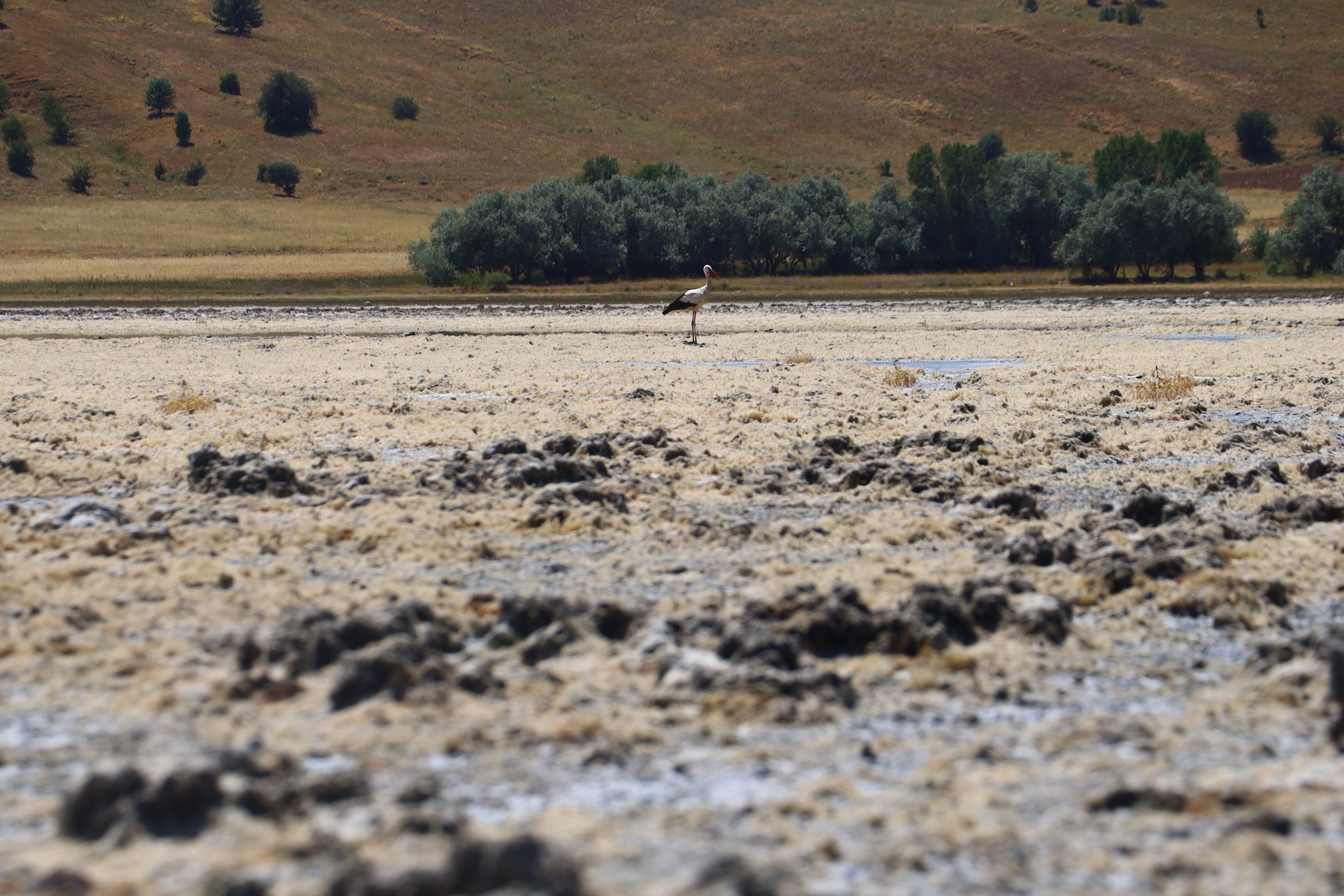 Göçmen kuşların uğrak mekanı, son yağışlarla doldu taştı