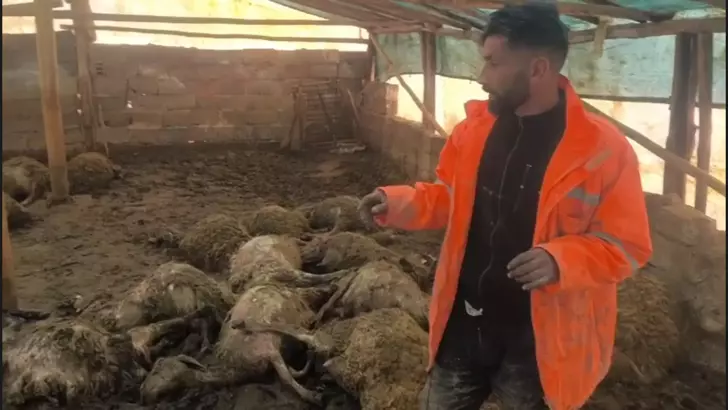 Ağıla giren kurt, 40 koyunu telef etti