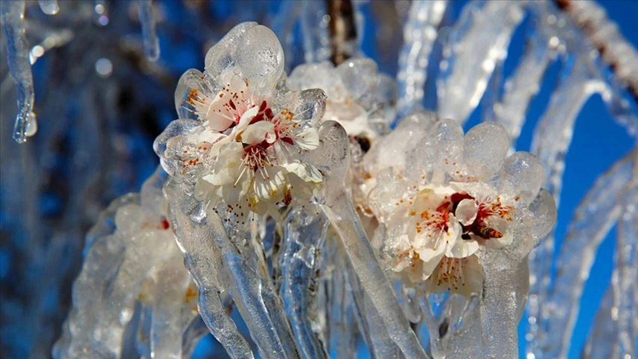 Sivas Valiliğinden çiftçilere kritik uyarı: Zirai don bekleniyor