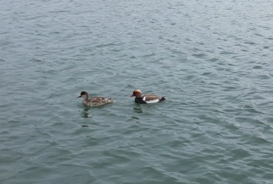 Şarkışla Millet Bahçesi’nde nadir tür sürprizi!