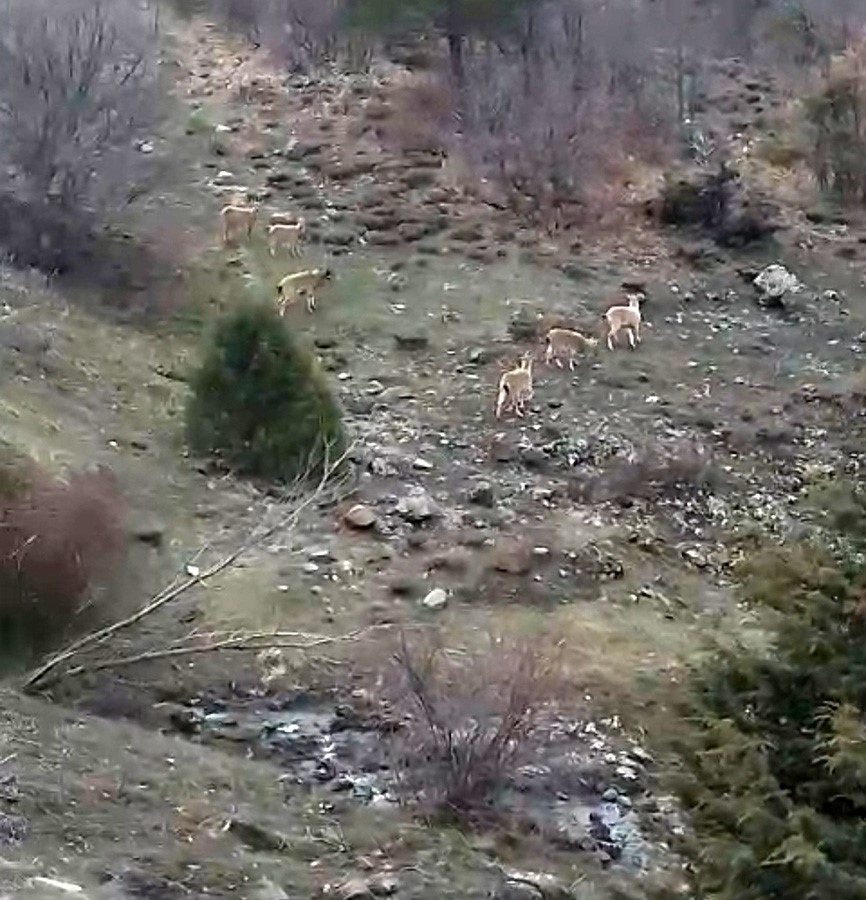 Sivas’ta doğanın güzelliği! Yaban keçileri objektifte