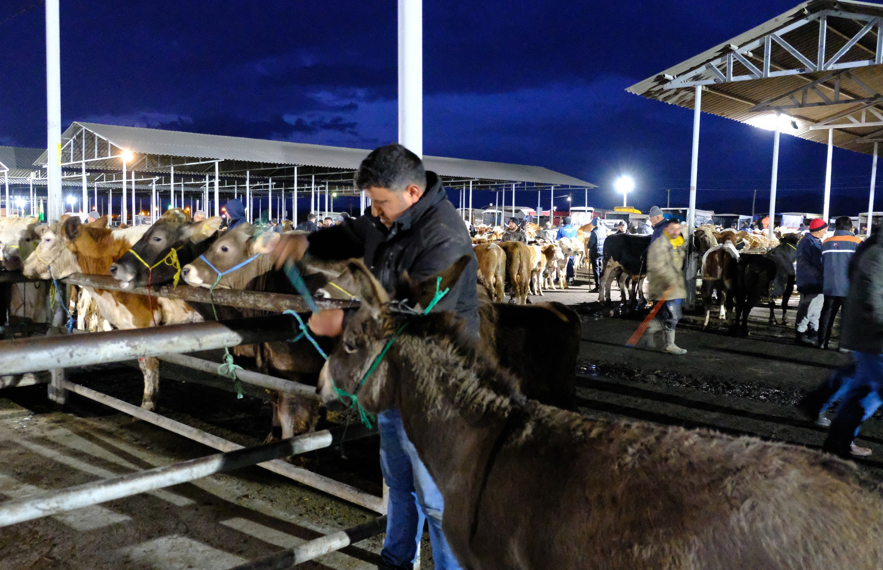 Sivas'ta pazarlıkta son nokta: Danayı alan eşeği bedavaya götürüyor!