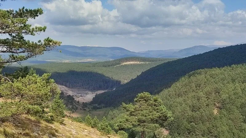 Sivas'ta ağaç katliamı!