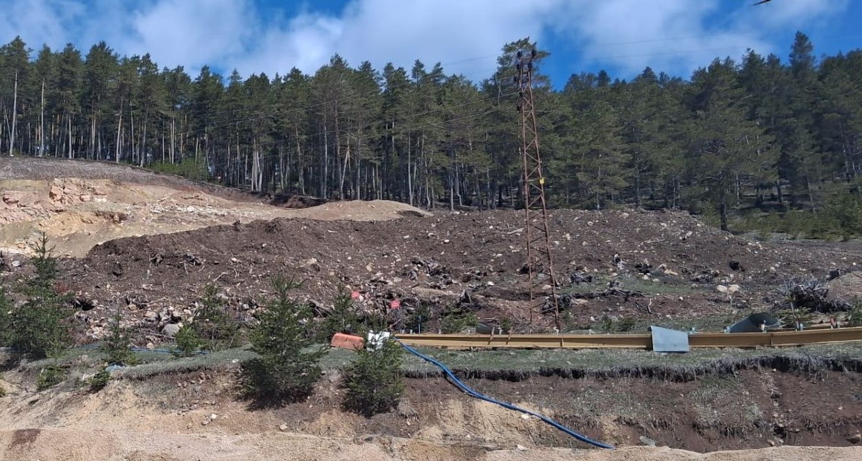 Sivas'ta ağaç katliamı!