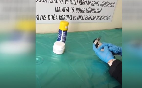 Sivas'ta bitkin bulunan ağaçkakan tedavisinin ardından doğaya salındı