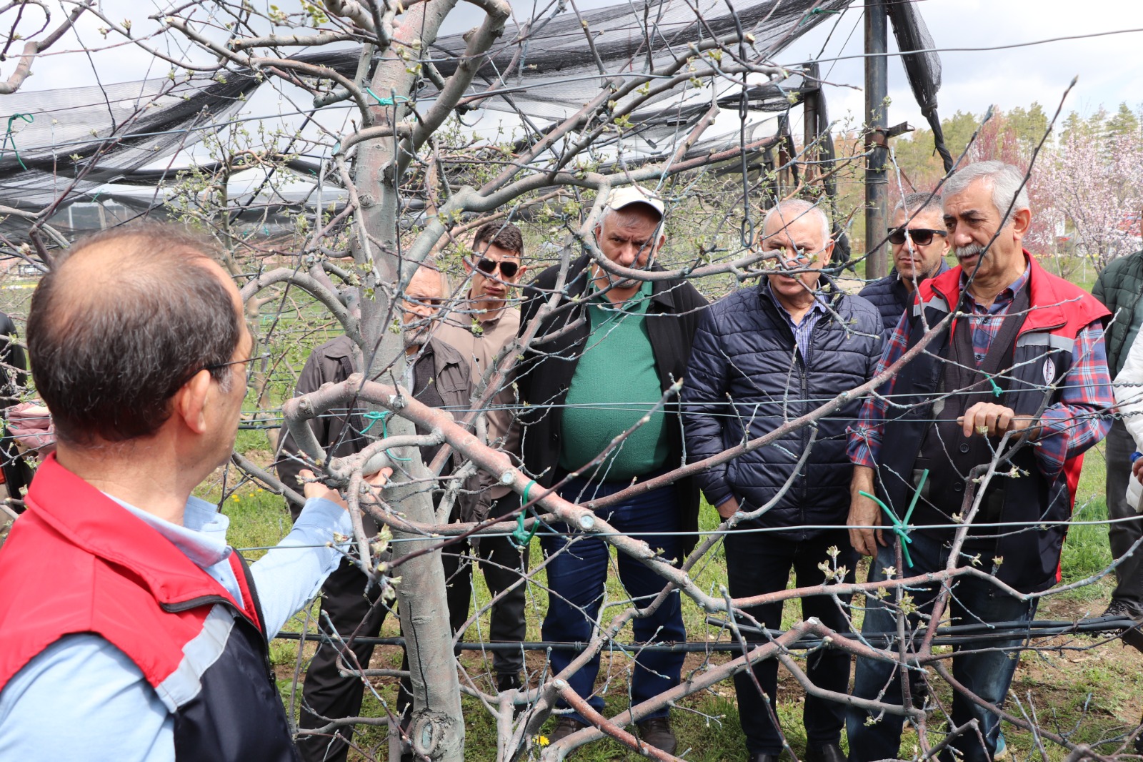 Sivas’ta meyve üreticilerine doğru budama eğitimi