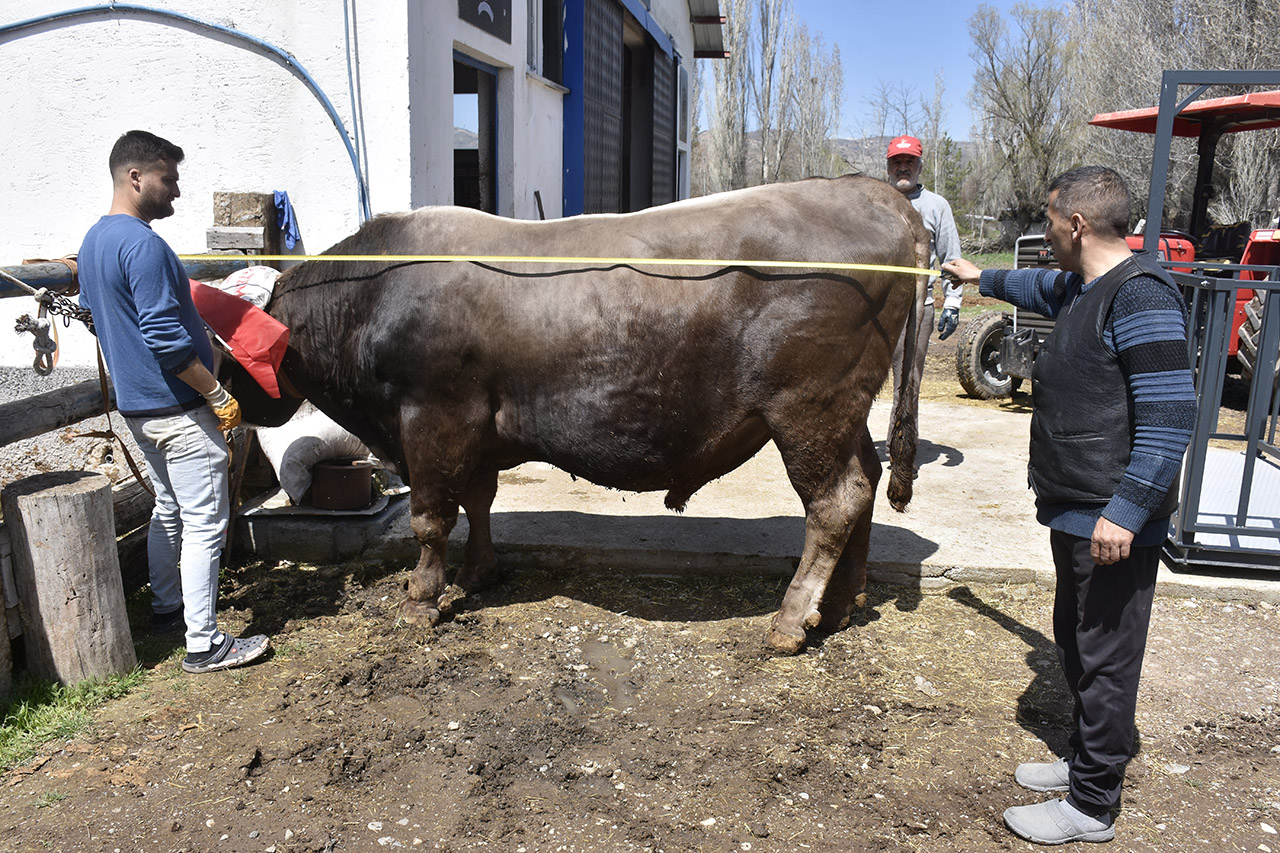 Sivas'ta besi çiftliğinin gözdesi 435 bin TL'ye alıcı bekliyor