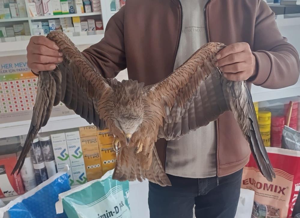 Sivas’ta yaralı kızıl şahin koruma altına alındı