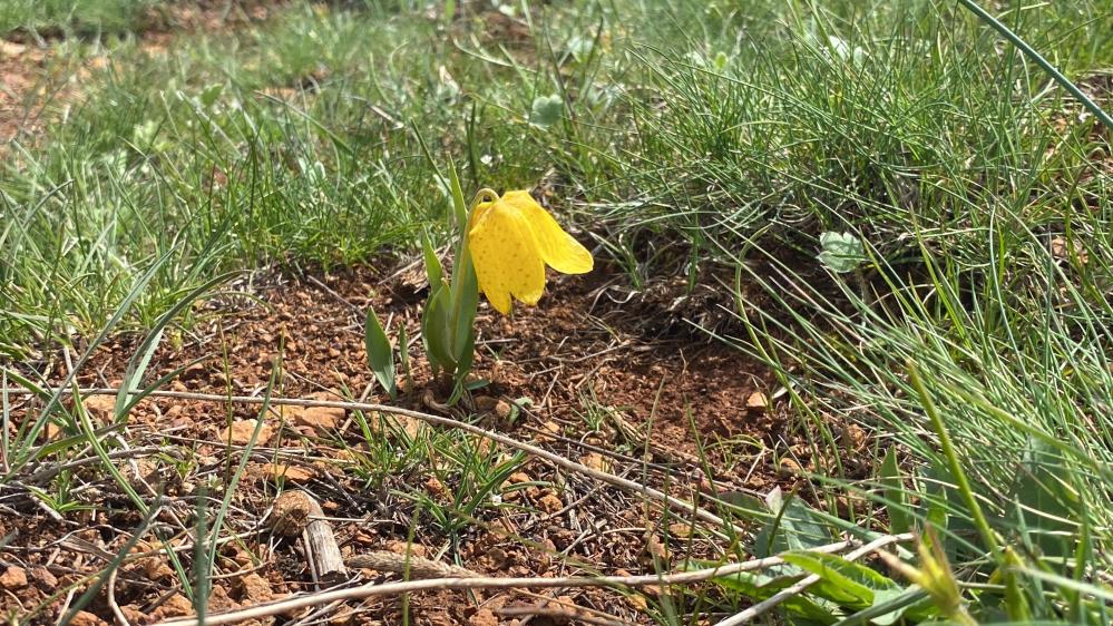 Sivas'ta doğanın nadir düzelliği