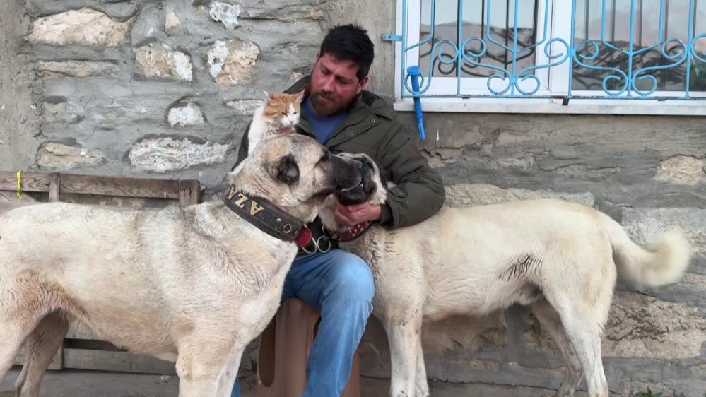 Sivas’ta kedi ile kangal köpeklerinin dostluğu gülümsetti