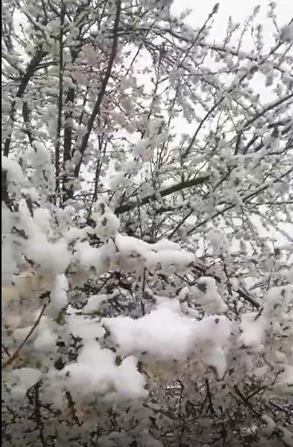 Sivas’ta yüksek kesimlere kar yağdı