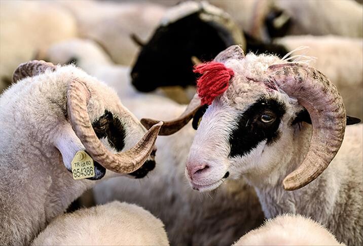 Kurban ibadetiyle ilgili doğru bilinen yanlışlar