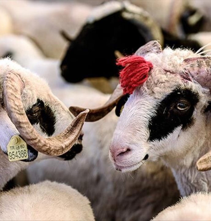 Kurban ibadetiyle ilgili doğru bilinen yanlışlar