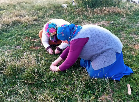 Sivas’ta baharla birlikte kadınların kazanç sezonu açıldı