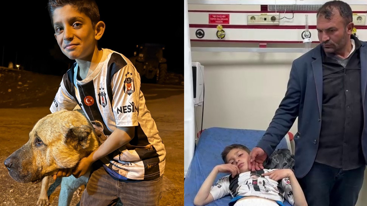 İki aynın saldırısına uğrayan çocuğu Sivas kangalı kurtardı!