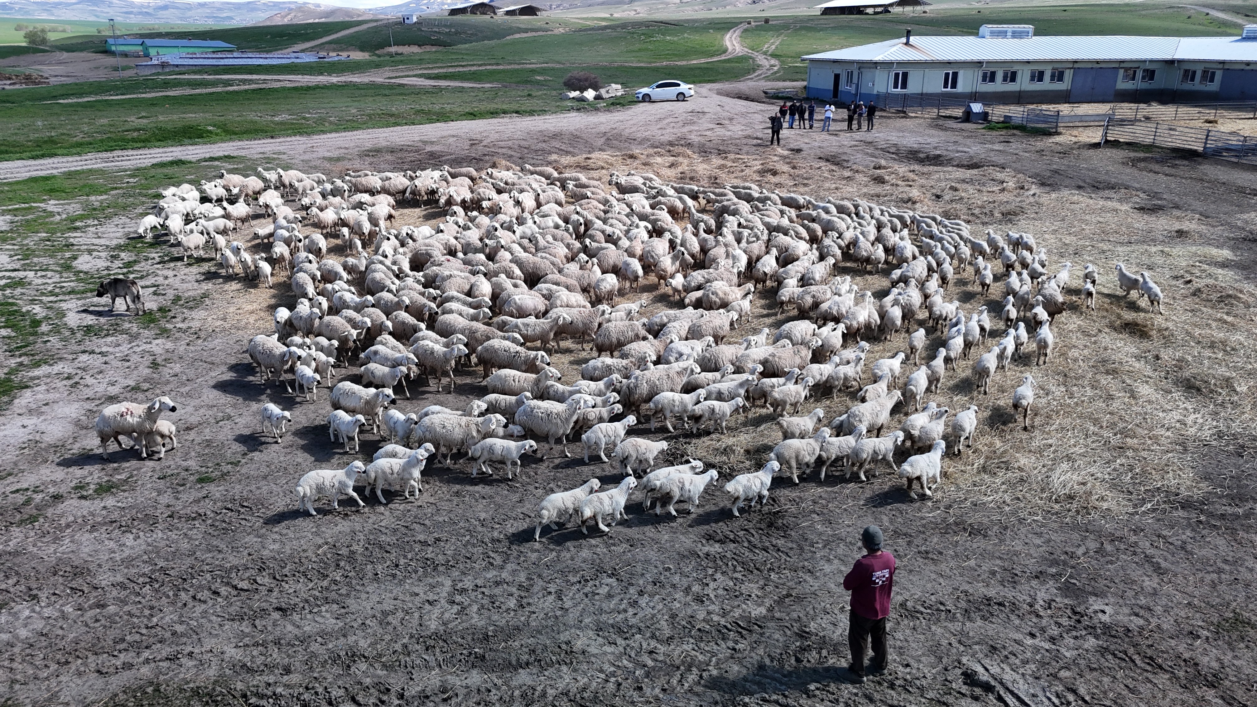 Sivas’taki TİGEM’de anneliğin en saf hali görüntülendi