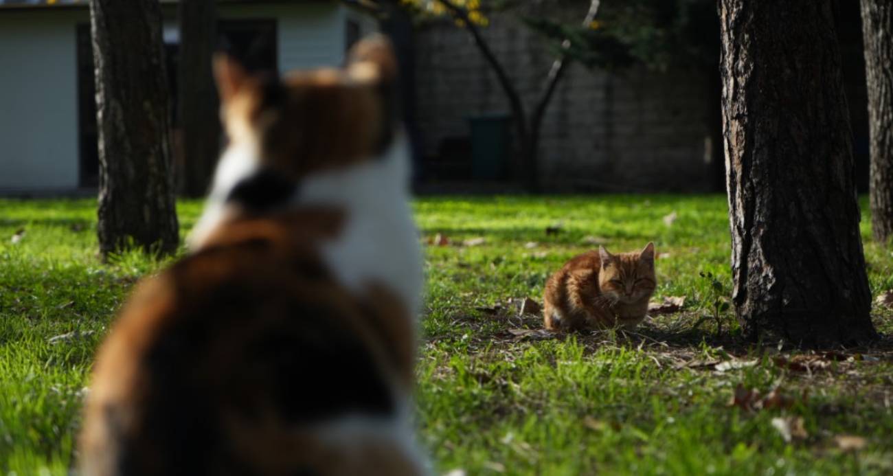 Osmanlı’dan miras "kedi sevgisi"