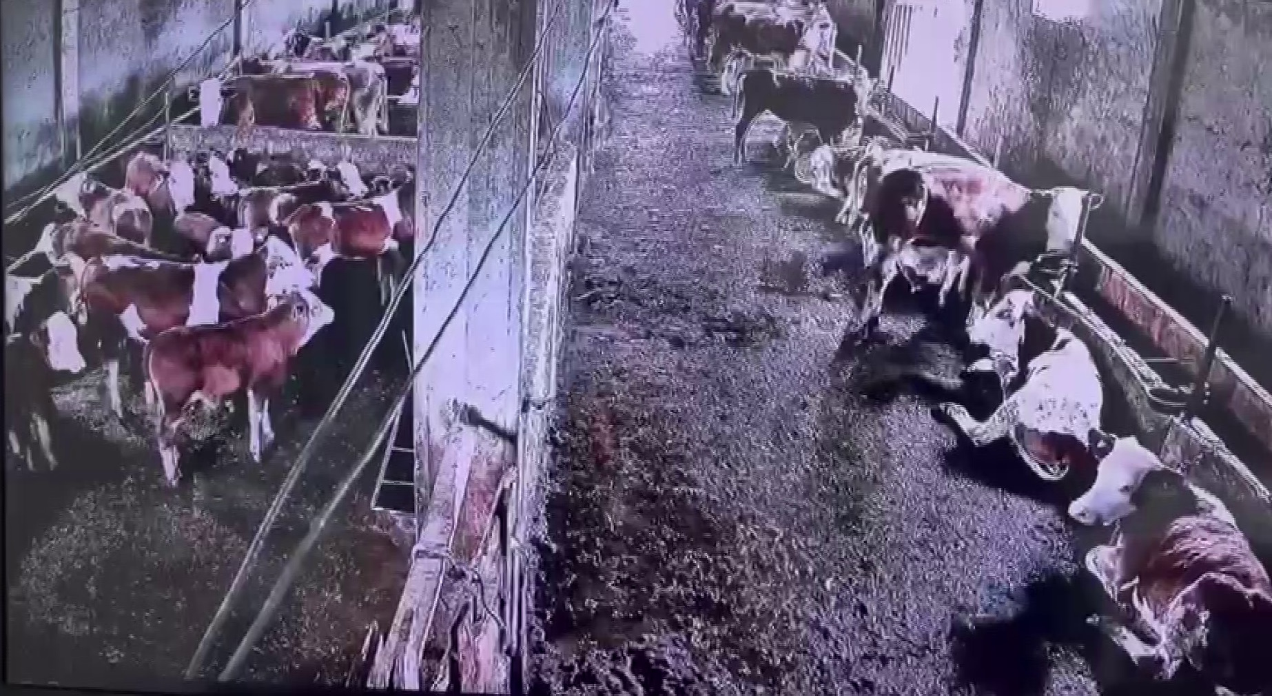 Sivas’ta deprem anında hayvanların tepkisi gündem oldu