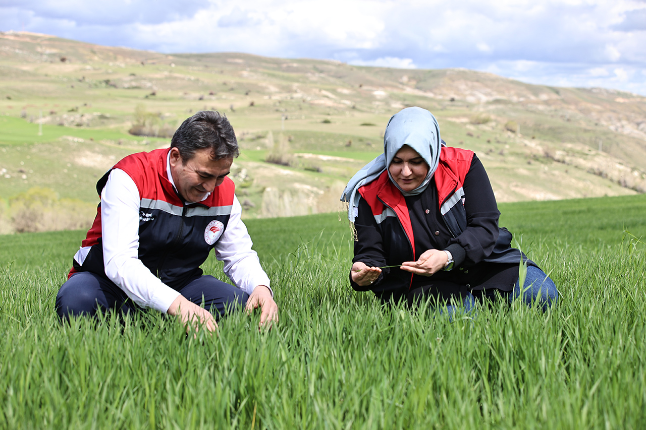 Sivas'ta çiftçiler sarı pas hastalığına karşı uyarıldı