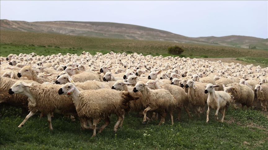 Sivas'ta küçükbaş hayvancılık alarm veriyor!