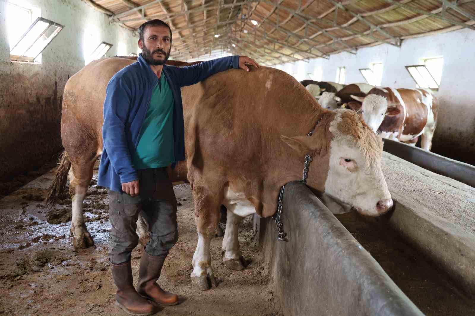 1 ton 200 kiloluk isimsiz tosun, alıcısını bekliyor
