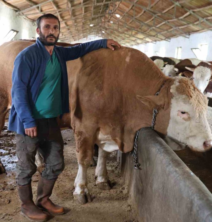 1 ton 200 kiloluk isimsiz tosun, alıcısını bekliyor