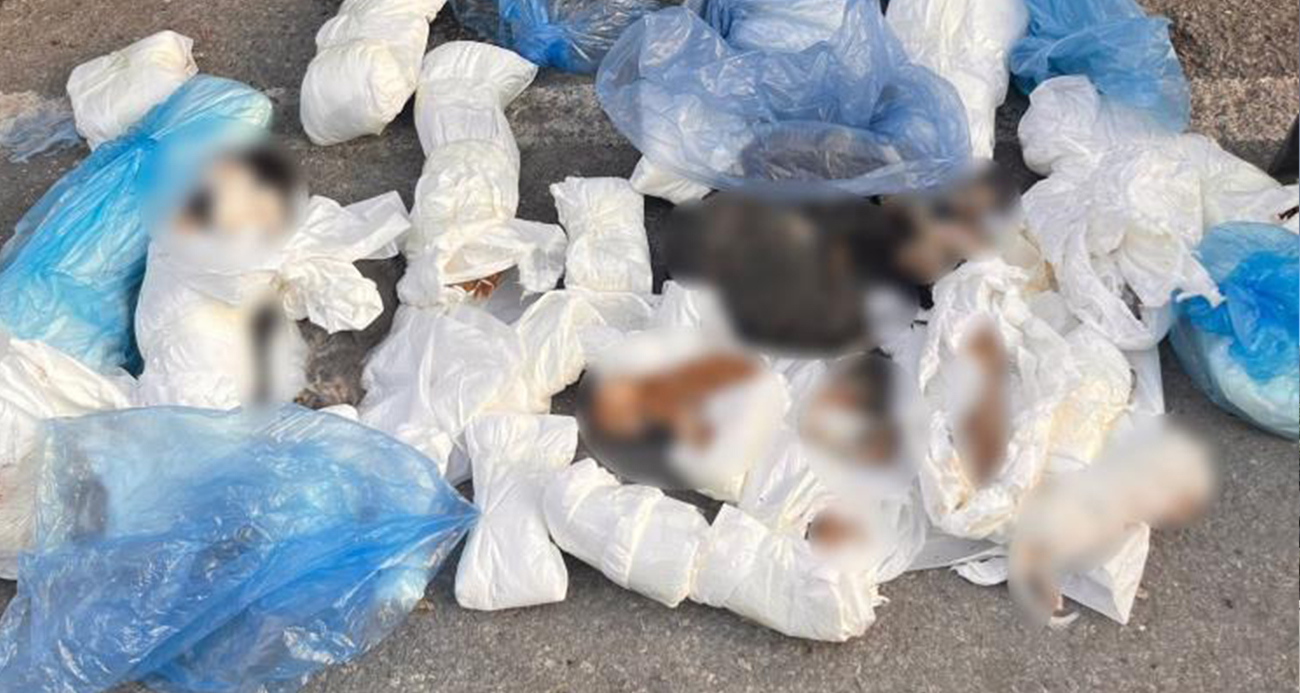 Poşetler içinde 33 ölü kedi bulundu