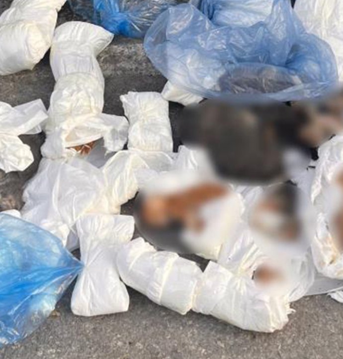 Poşetler içinde 33 ölü kedi bulundu
