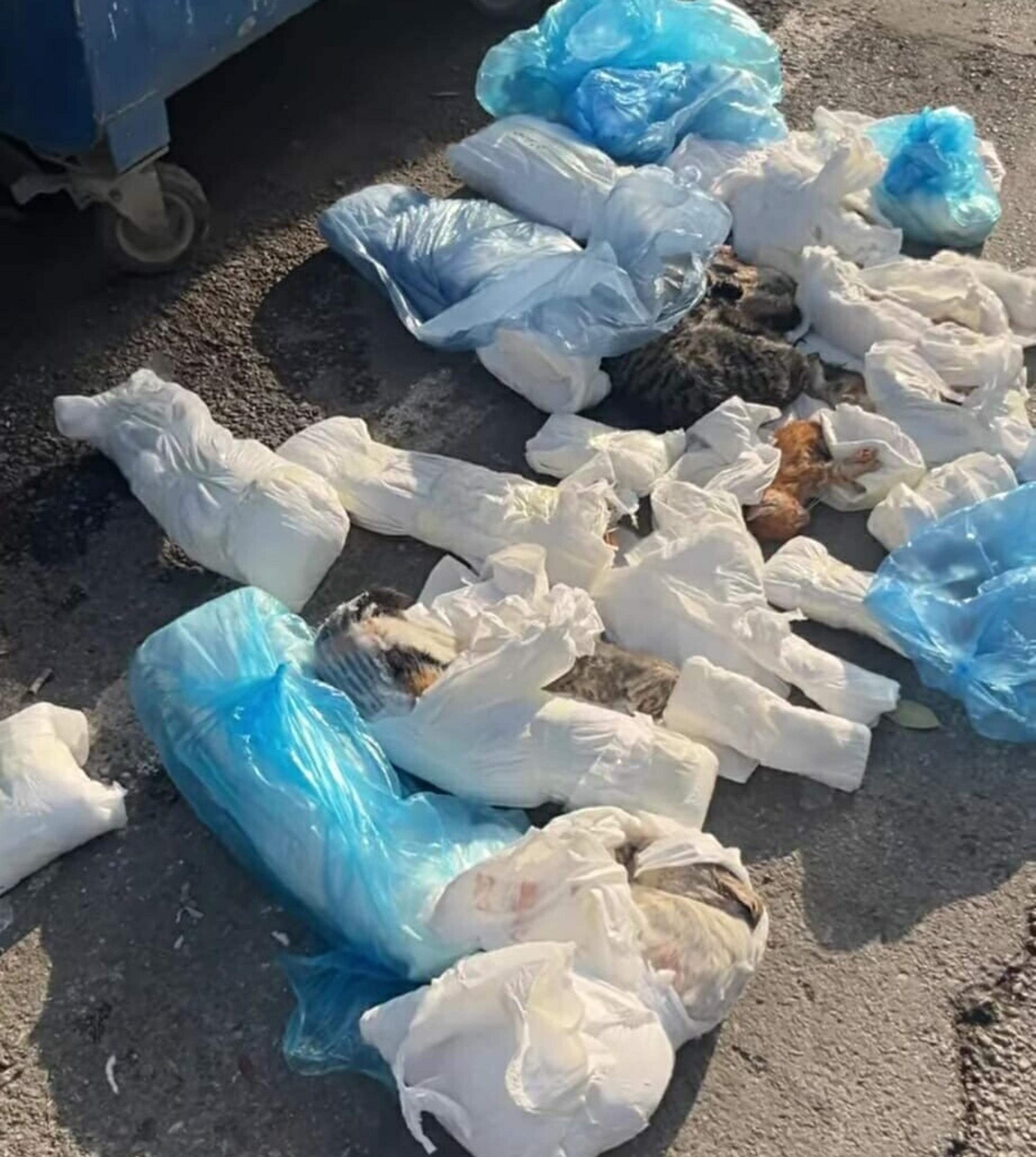 İzmir'de 33 kedinin ölü bulunması ile ilgili gözaltına alınan veteriner adliyede