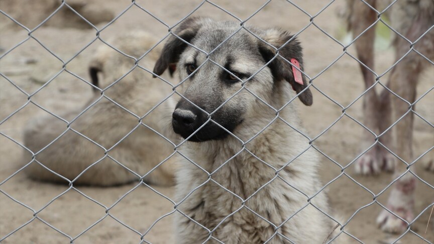 Son iki yılda yaklaşık 3 bin sahipsiz köpek toplandı