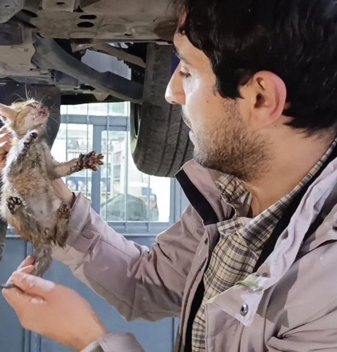 Otomobilin motor bölümüne giren kedi sanayide çıkarıldı