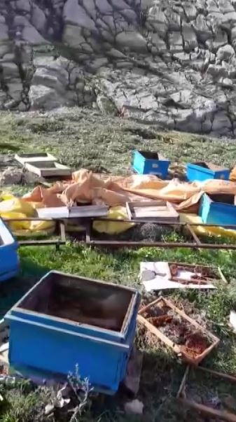 Sivas'ta aç ayı kovanları parçaladı