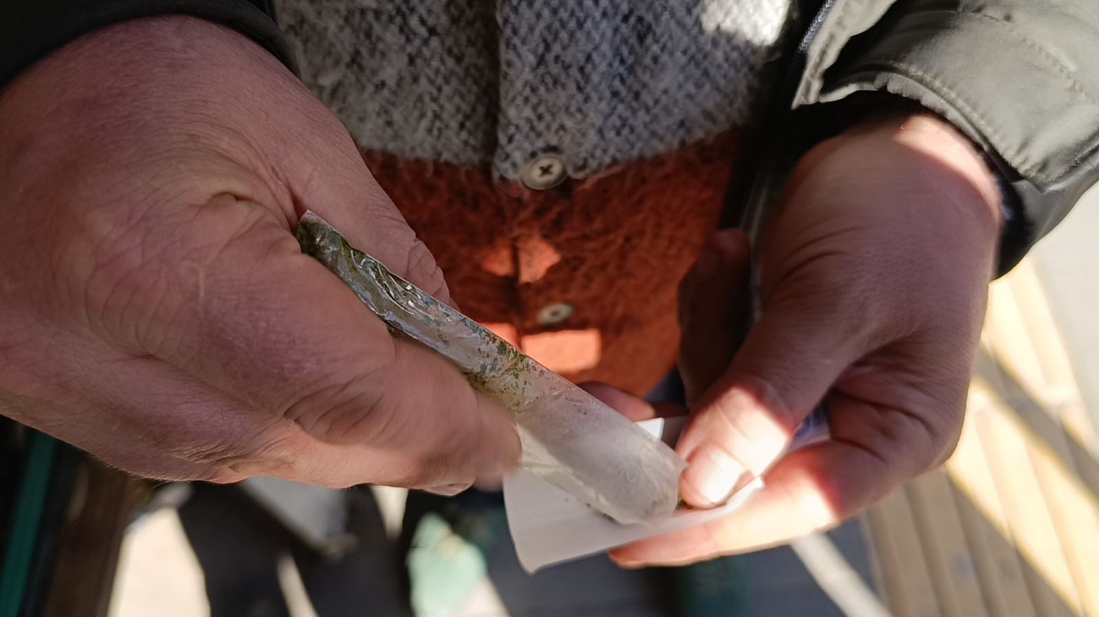Maraş otu kullanımı sperm parametrelerini etkiliyor!