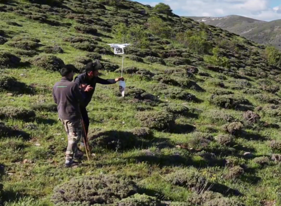 Sivas'ta arazideki çobanlara dronla 'şeker' gönderdiler