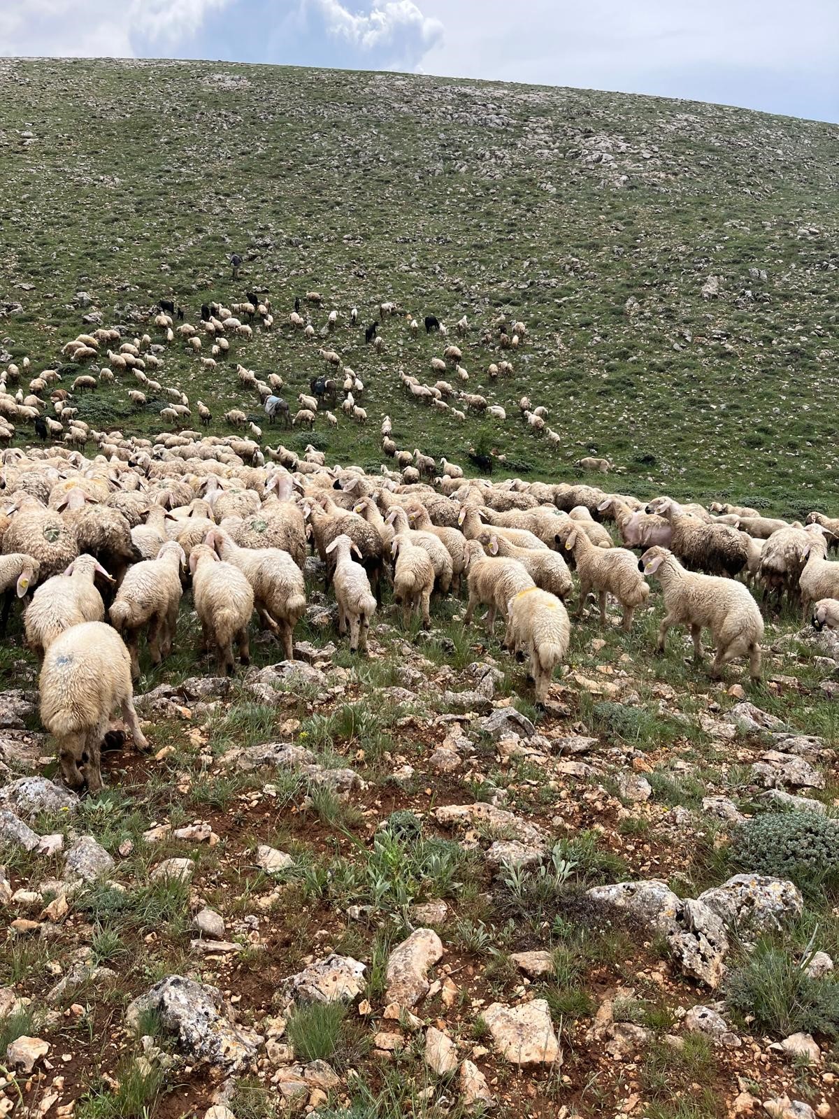 Sivas’ta koyun sürüsünün üzerine yıldırım düştü
