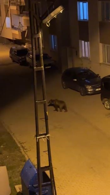 İlçenin kâbusu oldu, gündüz arazide gece ise sokaklarda
