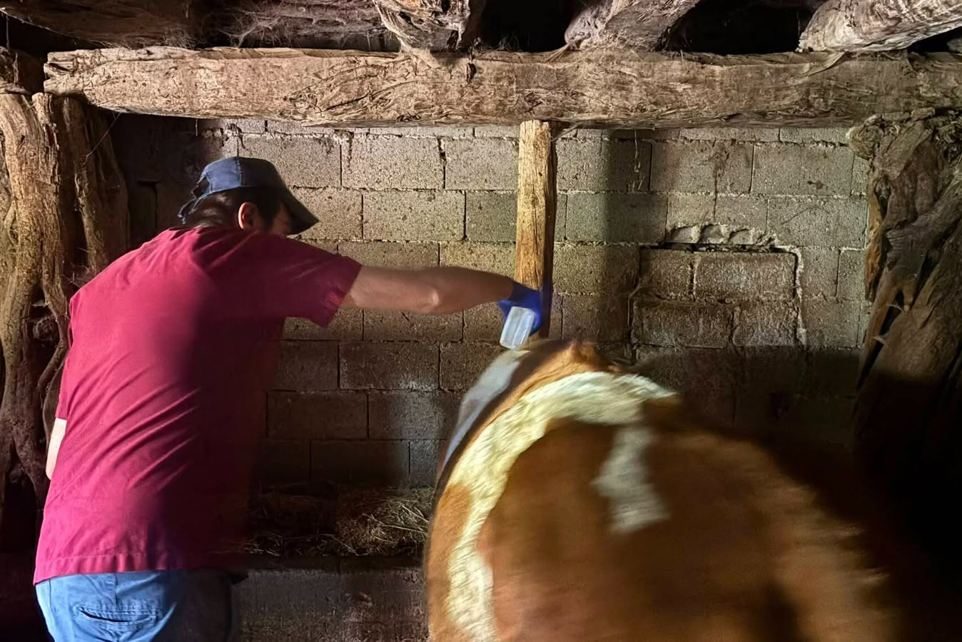 Sivas'ta 10 köyde 2 bin hayvan ilaçlandı