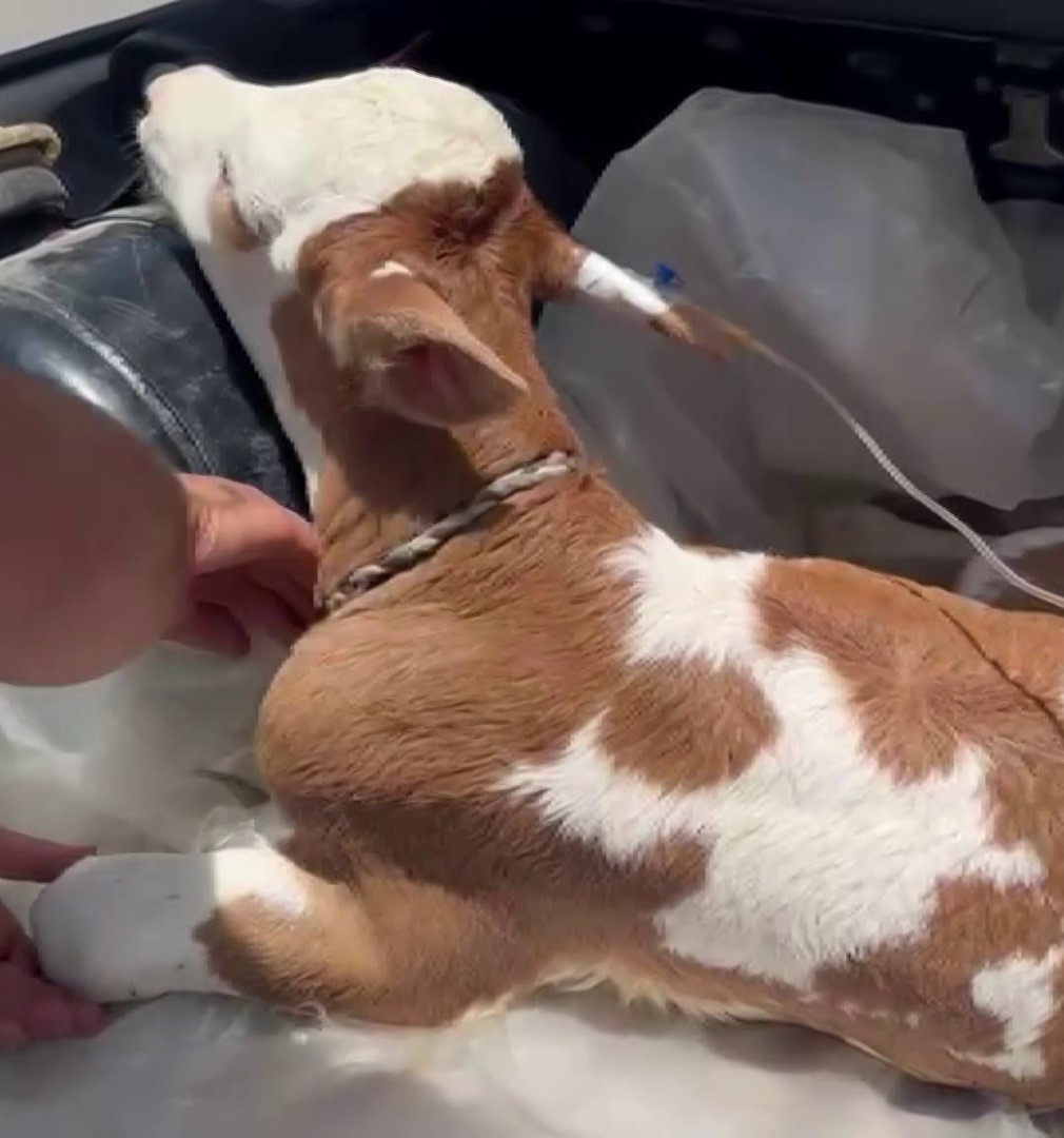 Sivas’ta yürekleri ısıtan manzara: Hasta buzağısını bagajda serumla veterinere götürdü
