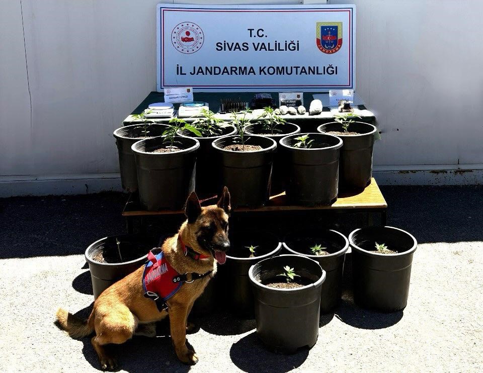 Sivas'ta Jandarmadan "çiçek saksısı" kamuflajına darbe