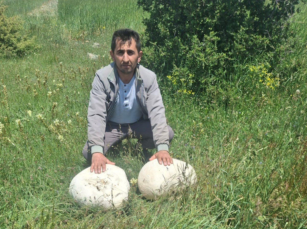 Sivas'ta tam 20 kilogram ağırlığında dev mantar buldu!