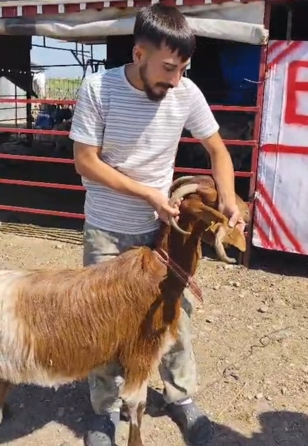 Kulağında boynuz çıkan keçi görenleri şaşırttı